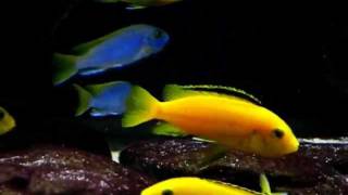 Malawi Biotope Tank 700 liters 19 months [upl. by Bowerman]