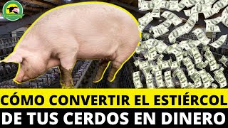 Cómo CONVERTIR El ESTIÉRCOL💩 De Tus CERDOS En DINERO💰 [upl. by Torp]