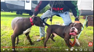 Rehabilitating Dog Reactive Pitbulls Part 3 Dog Whisperer BIG CHUCK MCBRIDE [upl. by Epolulot]