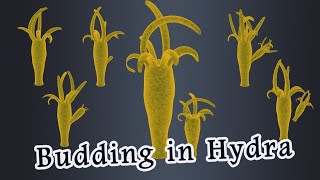 Budding in Hydra [upl. by Heidi]