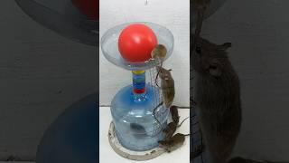 自宅でマウスを作る最良の方法 rat mousetrap shorts [upl. by Albert]