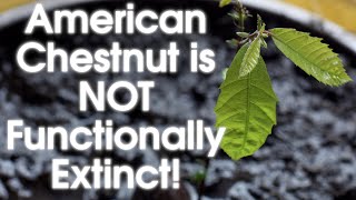 American Chestnut is NOT Functionally Extinct [upl. by Ailem]