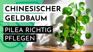 Chinesischer Geldbaum quotPilea Peperomioidesquot richtig pflegen [upl. by Kutzenco]