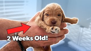 How to Set 2 Week Old Puppies Up for Success [upl. by Lisa]