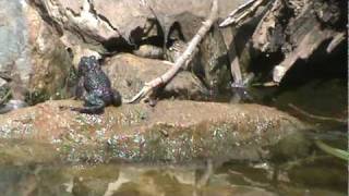 Toads singing at the pond [upl. by Merrili]