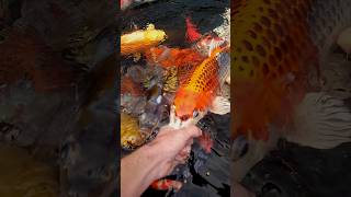 Hand Feeding My Nishikigoi Koi koikeeping koi [upl. by Pembrook796]