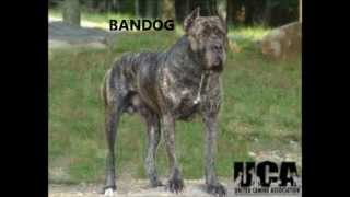 BANDOG AND BULLYKUTTA quotTHE TRUTH NOT FICTIONquot [upl. by Ellehsor218]