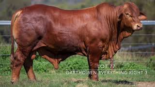 Droughtmaster National Sale 2024  Lot 77  Garthowen Everything Right 3 [upl. by Eadahc276]