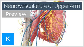 Arteries veins and nerves of the upper arm and shoulder preview  Human Anatomy  Kenhub [upl. by Yereffej]