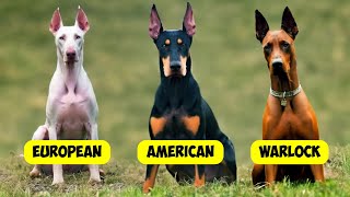 DOBERMAN PINSCHER TYPES  3 TYPES OF DOBERMANNS [upl. by Ahsratal]