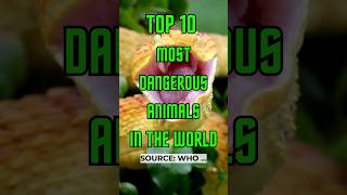 🤯👉TOP 10 MOST DANGEROUS ANIMALS IN THE WORLD animals shorts [upl. by Emilia]