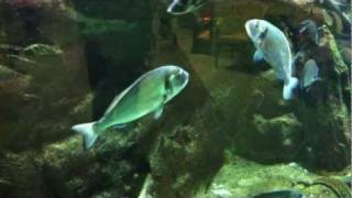 Gilthead Bream Sparus Aurata [upl. by Ecyle]