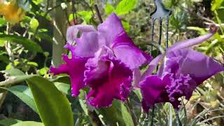 MY ORCHIDS THIS SPRING Australian Dendrobiums Cattleya Orchid Hybrids [upl. by Epilif853]