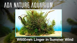 ADAview Linger in Summer Wind 夏風に佇む W600mm Nature Aquarium Layout【ENJP Sub】 [upl. by Nosrak100]