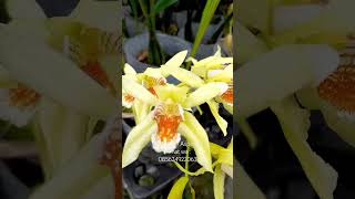 Ceologyne Asperata orchid flowers plants anggrek shorts [upl. by Yhpos]