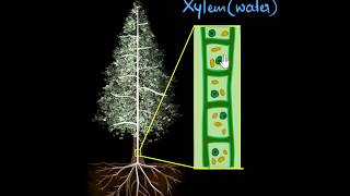 Xylem and phloem plant transport for A level biology topic review [upl. by Trevlac]