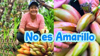 Descubre el platano EXÓTICO de mi querida Amazonía  De Morado a Rojo [upl. by Atteinotna]