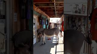 donkey wants to get into store at Oatman gold digger ghost town Arizona [upl. by Crowell207]