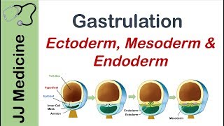 Gastrulation  Formation of Germ Layers  Ectoderm Mesoderm and Endoderm [upl. by Sitnerp]