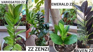 ZZ or WELCOME PLANT  4 COMMON TYPES [upl. by Wilona]