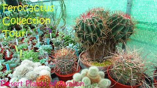 My Ferocactus Collection Tour  Cactus Collection Tour  Barrel Cactus [upl. by Laved267]