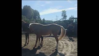 Natural Horse Meeting Process Complete Video  Horse Meeting  Zee Pets [upl. by Ahsienauq]