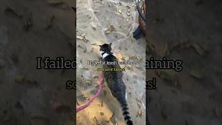 Patience and consistency is key to harness training catshorts catsofyoutube catharness harness [upl. by Elpmet]