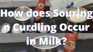 What is Souring n Curdling of Milk [upl. by Ettevy]