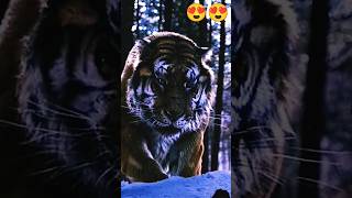 Smart tiger tiger amazingfacts animals wildlife new trending dastan latest facts🧐😍 [upl. by Mavis115]