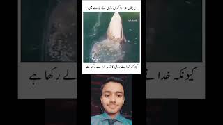 Dunyia ki sab Sy peyari awaz 🥰trendingshorts [upl. by Yenaled]