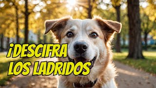 ¿Qué Significan Realmente los Ladridos de tu Perro [upl. by Rusty742]