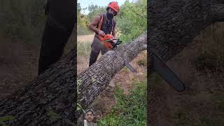 Bore cut lumberjack chainsaw stihl subscribe youtubeshorts ytshorts ytshort [upl. by Stockmon]