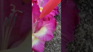 Plant flower anatomy and fertilization  gladiolus [upl. by Marie-Ann]