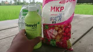 MKP  Antracol  Sanvit pada padi NGAOS MAWAR umur 50 hst  bunting muda   Monggo [upl. by Renie359]