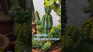 A freaky funky blooming EUPHORBIA euphoriatry this TONGUETWISTER succulent plant enthusiasts [upl. by Ariom253]