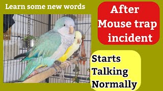 Quaker Parrot Talking  Singing  Blowing Kisses after the Mouse Trap Incident  Speaking Parrot 🦜 [upl. by Asirram]