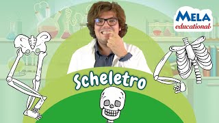 Lo scheletro  Renato lo scienziato Educational MelaEducational [upl. by Houghton260]