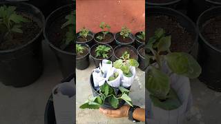 Winter plant shOpping👜  Transplant winter plants seedlings [upl. by Ambie]