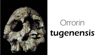 Orrorin tugenensis [upl. by Ahtibat]