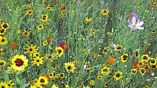 How To Plant A Wildflower Meadow Part II [upl. by Dworman]