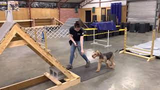 Airedale Terrier Puppy Attacks Agility Course  PDS quotDaisyquot 7 Mos Super TempermentNervesTraining [upl. by Yssirk]