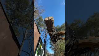 treecuttingservice foryou youtubeshorts live wood treeservice treeservicesnearme viralvideo [upl. by Aidua]