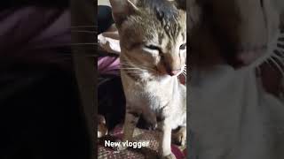 shortvideo cat new voluger [upl. by Hightower188]