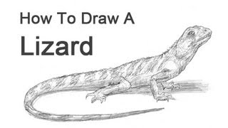 How to Draw a Lizard [upl. by Iret685]