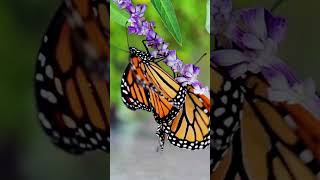 The Epic Migration Monarch Butterflies [upl. by Wendie]