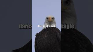 Fly above the noise focus with precision and soar with an eagles mindsetEagleMindset viral [upl. by Miki]