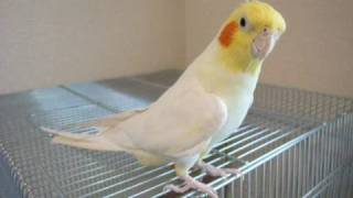 Cockatiel sings Theme of ChocoboFinal Fantasy FF「チョコボのテーマ」をオカメインコが歌ってみた [upl. by Meean]