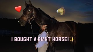 I BOUGHT A GIANT HORSE [upl. by Karlise]