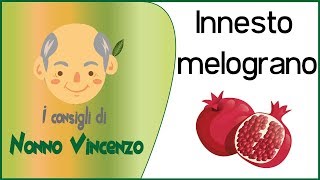 INNESTO MELOGRANO [upl. by Stedt176]