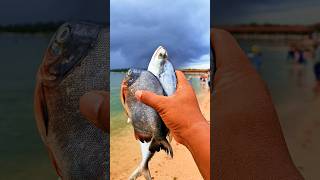 Found dead mackerelfish and pomfretfish on the beach shorts shortvideo viralvideo [upl. by Alvord]